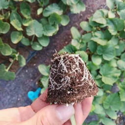 京冀攜手，科技興農 北京農學院科技成果轉化承德市試驗示范基地項目在河北生物領域的新探索